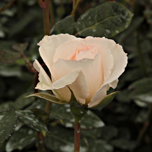 Rosa Poustinia™ - alb - Trandafir copac cu trunchi înalt - cu flori în buchet - coroană tufiș